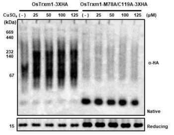 수도 형질전환식물체들 (OsTrxm-3XHA과 OsTrxm M78A/C119A-3XHA)을 이용하여 구리 농도 의존적 Native gel상에서 구조변화
