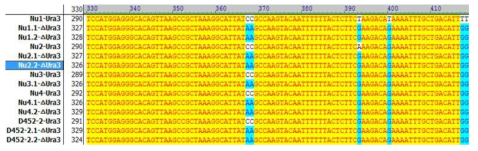 선별된 천연효모의 유전체 편집기술을 활용하여 URA3 유전자에 돌연변이를 도입한 후 시퀀싱을 통하여 확인하였다
