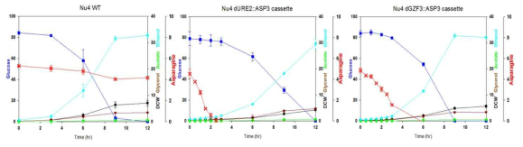 천연효모 NU4 균주에 Asparagine 분해를 촉진하는 유전자 교란인 ASP3 과 과발현과 URE2 유전자 파쇄 및 GZF3 유전자 파쇄조건을 적용하였을 때 배지중에 Asparagine 의 감소가 빠르게 진행됨을 볼수 있다