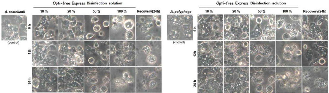 Morphological changes of A. castellanii and A. polyphaga treated with Opti-Free Express for 6, 12 and 24 hr. Right three figures showed recovered trophozoites after re-culture with amoebic medium 2 days later