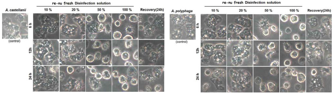 Morphological changes of A. castellanii and A. polyphaga treated with re-nu fresh for 6, 12 and 24 hr. Right three figures showed recovered trophozoites after re-culture with amoebic medium 2 days later