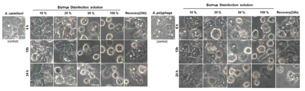 Morphological changes of A. castellanii and A. polyphaga treated with Biotrue for 6, 12 and 24 hr. Right three figures showed recovered trophozoites after re-culture with amoebic medium 2 days later