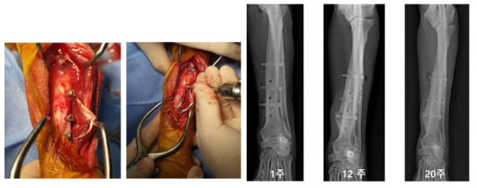 나사 형태로 제작된 생체흡수성 임플란트를 실험동물에 이식하고 영상진단으로 흡수성 임플란트를 평가 하고 있는 사진
