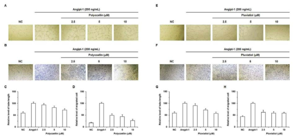 Angiopoietin-1에 의한 림프관 내피세포의 이동 (A, C, E, G) 및 림프관 형성 (B, D, F, H)에 미치는 림프관신생 억제 후보 물질 polyozellin (A~D), pluviatiol (E~H)의 영향을 확인함