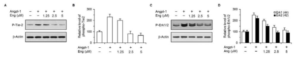 Angiopoietin-1에 의해 활성화되는 림프관 내피세포 수용체 Tie-2 및 세포 내부 신호 전달 인자 Erk1/2에 미치는 림프관신생 억제 후보 물질 engeletin (Eng)의 영향을 확인함