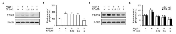 Angiopoietin-1에 의해 활성화되는 림프관 내피세포 수용체 Tie-2 및 세포 내부 신호 전달 인자 Erk1/2에 미치는 림프관신생 억제 후보 물질 robustaflavone (RF)의 영향을 확인함