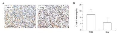 PBS 및 engeletin이 처리된 마우스에서 종양 조직을 확보하고 anti-LYVE-1 항체를 이용한 immunohistochemistry 방법으로 림프관신생에 미치는 engeletin의 영향을 분석함