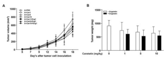 Angiopoietin-1이 강화된 대장암 CT-26 동물모델에서 림프관신생 억제 신규물질인 engeletin과 혈관신생 억제제 canstatin의 병용처리에 따른 종양 성장 (A, 종양부피; B, 종양무게) 억제 효과를 확인함