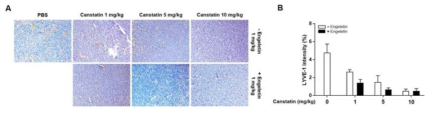 Angiopoietin-1이 강화된 대장암 CT-26 동물모델에서 림프관신생 억제 신규물질인 engeletin과 혈관신생 억제제 canstatin의 병용처리 따른 림프관신생 억제 효과를 확인함