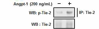 Angpt-1이 처리된 림프관 내피세포에서 확보한 세포추출물을 anti-Tie-2 항체를 이용하여 면역침전하고 phospho-Tie-2 (p-Tie-2)의 존재를 Western blot 분석으로 확인함