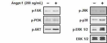 Angpt-1이 처리된 림프관 내피세포에서 Angpt-1에 의한 세포 내부 신호 전달 인자들의 활성화를 Western blot 분석으로 확인함