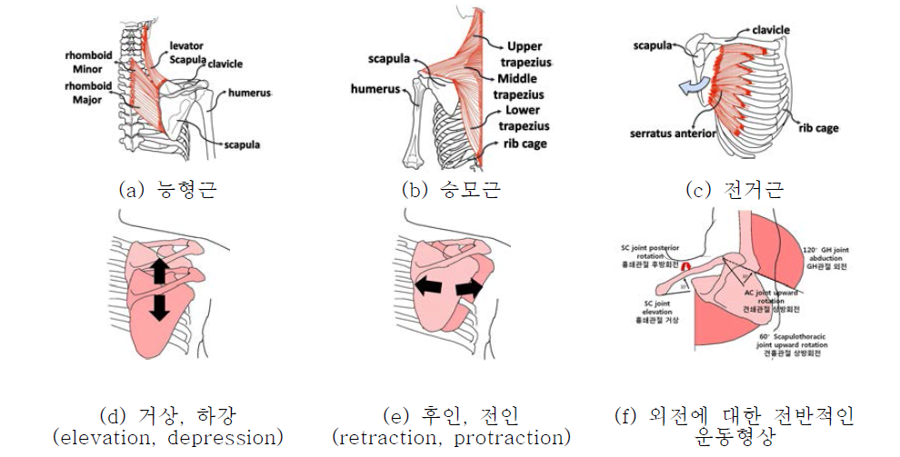 견갑골의 정적 동적 특성에 관여하는 근위고정근 및 견갑골의 움직임