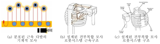 설계된 견부복합체 모사 로봇 시스템