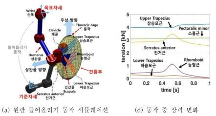 견부복합체 팔 들어올리기 동작 시뮬레이션에 따른 텐던의 변화