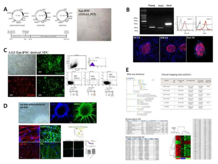 epi-iPSC 제작, 신경분화 및 유전체 네트워크 분석