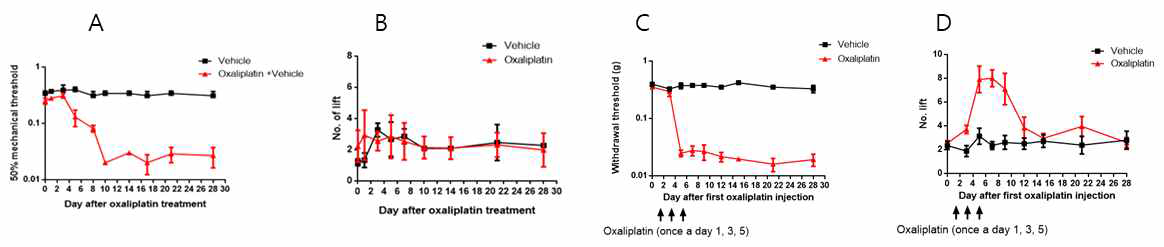 oxaliplatin (10mg/kg) 단회 처치군의 (A: 기계적 이질통, B: 냉성 이질통) 과 반복처치군(C: 기계적 이질통, D: 냉성 이질통) 에서의 통증발현