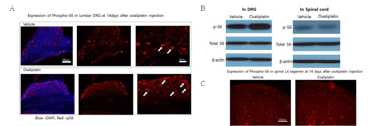 oxaliplatin (10mg/kg) 처치 후 phospho-S6(p-S6)를 면역조직화학기법(A: DRG, C: 척수)과 western blotting(B) 기법으로 관찰함