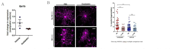 oxaliplatin(10mg/kg) 처치 후 14일째 Qa1b (A) 에 미치는 영향, 또한 NK cell 과 DRG 일차 배양 세포를 공동 배양했을 때 neurite fregmentation 에 미치는 영향(B)