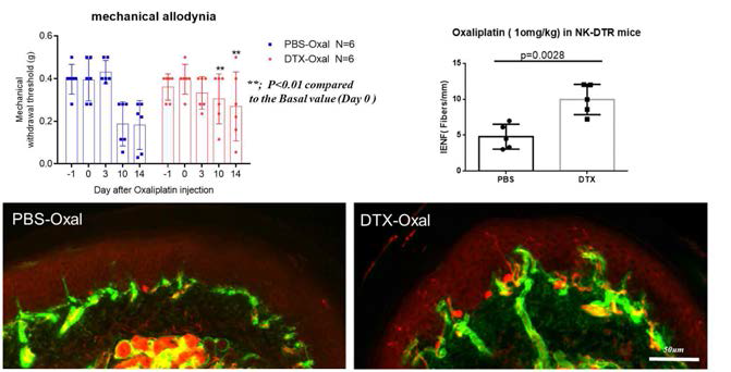 NKp46-DTX 마우스에서 oxaliplatin 처치 후 통증 발현(위) 및 표피신경 소실 복원 관찰(아래)