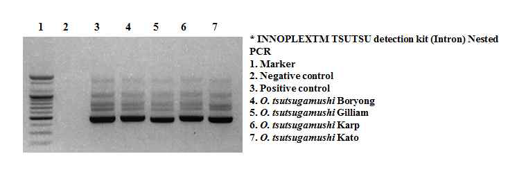 Agarose gel electrophoresis of the PCR products after INNOPLEXTM TSUTSU detection with O. tsutsugamushi Karp, Kato, Gilliam, and Boryong strains