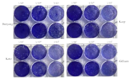 Results of plaque assays for bacterial counting on infected L929 cells with O. tsutsugamushi strains