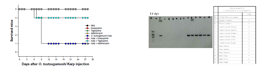 Survival curve of O. tsutsugamushi Karp-infected mice after in vivo antibiotic susceptibility test