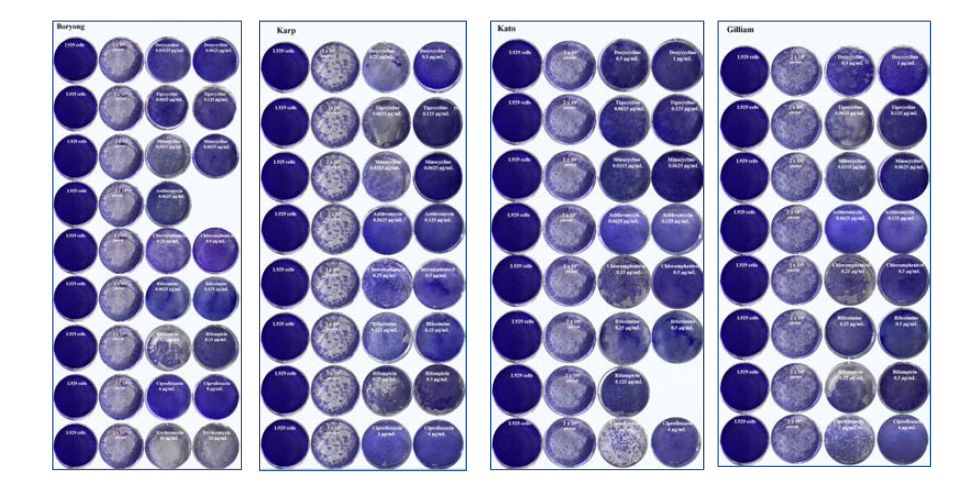 Results of plaque assays using O. tsutsugamushi Boryong, Gilliam, Karp and Kato(2*103 pfu/dish well) treated with various antibiotics after 24 days at 34℃, 4.5% CO2