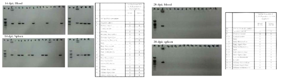 56 kDa Nested PCR after In vivo susceptibility test of O. tsutsugamushi- infected mice on 14 dpi and 28 dpi