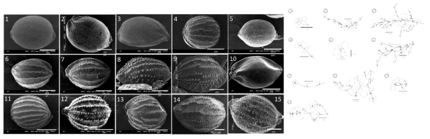 (left) Scaning electron micrographs of seeds of Chrysosplenium series Pilosa. 1. C. epigealum, 2. C. flaviflorum, 3. C. sp4, 4. C. pilosum, 5. C. sp3, 6. C. aureobracteatum, 7. C. album, 8. C. stamineum, 9. C. pseudopilosum, 10. C. hebetatum, 11. C. barbatum, 12. C. fulvum, 13. C. sphaeropsermum, 14. C. ramosissium sp. nov., 15. C. valdepilosum. (right) Habit of sterile branch (after fruiting) of Chrysosplenium series Pilosa. 1. C. flaviflorum, 2. C. epiealum, 3. C. pilosum, 4. C. villosum, 5. C. valdepilosum, 6. C. ramosissimum sp. nov., 7. C. aureobracteatum, 8. C. sphaerospermum, 9. C. fulvum, 10. C. barbatum