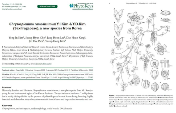 PhytoKeys에 출판 완료한 C. ramosissimum (C. sp1)