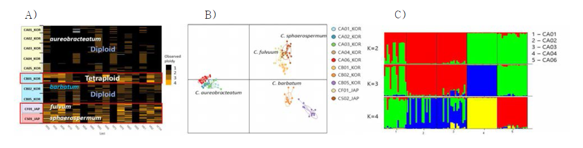 A) Chrysosplenium aureobracteatum 과 그 근연종인 C. barbatum, C. fulvum, C. sphaerospermum의 관측된 ploidy levels. B) C. aureobracteatum 과 그 근연종 C. barbatum, C. fulvum, C. sphaerospermum 의 Discriminant Analysis of Principal Components (DAPC) 분석 결과. C) C. aureobracteatum 5집단에 대한 structure 분석 결과 (K=2~4)