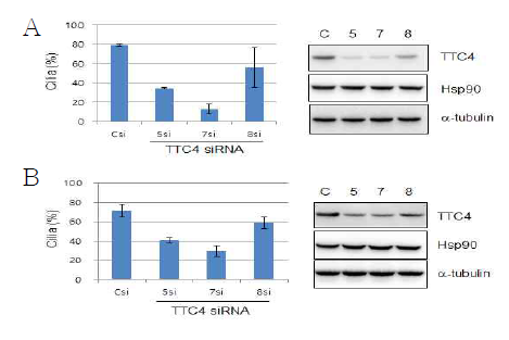 TTC4가 ciliogenesis에 미치는 영향. A. TTC4 knockdown 후 48시간 동안 serum starvation을 시키고 acetylated tubulin과 γ-tubulin을 염색한 후 cilia를 형성한 세포를 분석. B. TTC4 depletion이 cilia maintenance에 미치는 영향을 측정하기 위하여 24시간 serum starvation으로 cilia가 형성된 세포에 TTC4 siRNA를 transfection 하고 다시 48시간 동안 배양하여 cilia를 분석