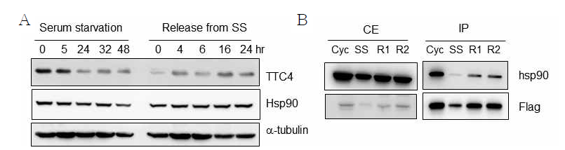 A. RPE-1 세포를 serum starvation 시키고 시간별로 단백질을 추출하고, 24시간 serum starvation 후 serum 재처리 (Release from SS) 후 각 시간별로 단백질을 추출하여 TTC4 단백질 양의 변화를 분석. B. TTC4 발현 RPE-1 stable cell line에서 serum starvation, serum starvation 후 serum 처리 1시간 (R1), 2시간 (R2) 조건에서 immunoprecipitation 수행함