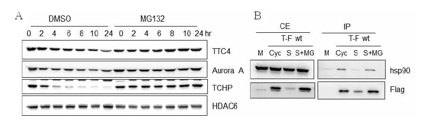A. RPE-1 세포를 serum starvation 시키고 DMSO, MG132를 각각 처리하고 시간별로 단백질을 추출하여 TTC4 단백질 양의 변화를 측정함. TTC4 단백질이 serum starvation에 의해 분해되며 MG132에 의해 억제되는 것을 확인함. control로 Aurora kinase A, Trichoplein (TCHP)도 TTC4와 유사하게 조절되는 것을 확인함. B. wild-type TTC4-Flag 발현 세포주를 cycling (Cyc), serum starvation (S), serum starvation+MG132 (S+MG) 등의 조건으로 처리하여 immunoprecipitation을 수행함. M (mock control) S+MG 조건에서 TTC4와 hsp90의 결합력이 유의미하게 회복됨