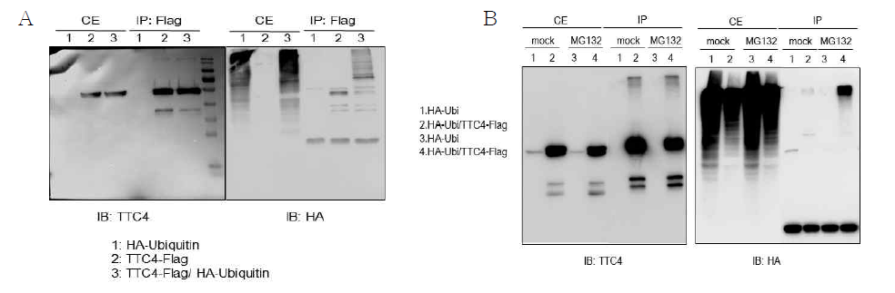 A. TTC4의 ubiquitination. HeLa 세포주에 TTC4-Flag과 HA-ubiquitin을 각각 또는 같이 발현시키고 TTC4를 immunoprecipitation 함. cell lysate와 immunoprecipitate를 gel에서 분리한 후 각각 TTC4와 HA 항체로 immunoblotting 함. Ubiquitinated band를 관찰할 수 있음. B. A와 같은 조건에서 TTC4를 immunoprecipitation 함. 단, cell lysis 전에 5 uM MG132를 처리함. MG132에 의한 TTC4의 ubiquitination이 증가함