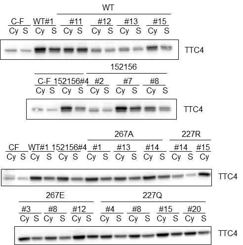 TTC4 발현 stable cell line 구축. wild-type과 mutant TTC4-Flag cDNA를 transfection하고 G418를 이용하여 selection 함. A. wild-type과 K152ER156E. B. S267A, S267E, K227R, K227Q mutant. 구축된 cell line의 cycling cell과 serum starvation된 cell을 lysis 시켜 immunoblotting으로 TTC4 발현 양을 확인함