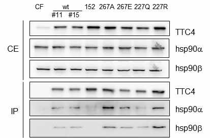 TTC4 modification이 hsp90와의 결합에 미치는 영향 분석. wild-type 및 mutant TTC4를 발현하는 stable cell line에서 immunoprecipitation을 수행하고 hsp90α와 hsp90β를 분석함