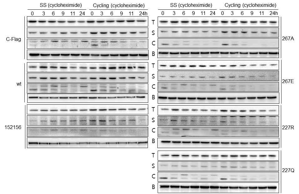 wild-type과 mutant TTC4를 발현하는 stable cell line에서 TTC4, hsp90α, tricoplein 단백질의 안정성 분석. cycloheximide 처리 후 serum 존재 유무 상태에서 시간별로 단백질 양의 변화 분석함. (T:TTC4, S:hsp90α, C:tricoplein, B:β-tubulin)