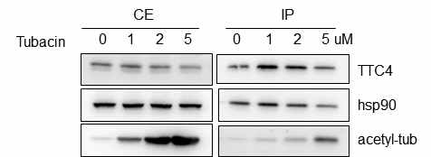 HDAC6 저해제인 tubacin 처리 후 TTC4를 immunoprecipitation하여 hsp90 및 아세틸 tubulin과의 결합력을 분석함