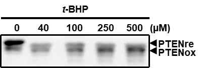 t-BHP 처리에 의한 PTEN oxidation. t-BHP를 recombinant PTEN에 30분간 처리하면 농도 의존적으로 PTEN 산화가 증가함