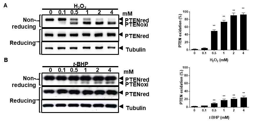 HeLa 세포에서 t-BHP 처리에 의한 PTEN 산화. t-BHP를 HeLa 세포에 각 농도별로 30분간 처리함. 대조군으로 PTEN 산화물질로 잘 알려진 hydrogen peroxide (H2O2)를 사용함