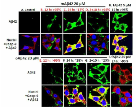 Extent of cellular internalization of Aβ in case of cells treated with monomeric and oligomeric form of Aβ42 and cells treated with monomeric form of tat-Aβ42 and flag-Aβ42 for indicated time at indicated concentrations. Confocal microscope images of Aβ and caspase-9 in HeLa cells where mouse anti-Aβ (6E10) and rabbit anti-caspase-9 (p10) antibodies were applied to identify Aβ (green) and caspase-9 (red) which were visualized by using secondary anti-mouse IgG-FITC and anti-rabbit IgG-rhodamine antibodies, respectively. Nuclei were stained with DAPI (blue). Red color represents the cytoplasm and yellow spots indicates the interaction of procaspase-9 and Aβ. Only representative images of cells are shown. Here, mAβ42, oAβ42, tAβ42 and fAβ42 represent monomeric Aβ42, oligomeric Aβ42, monomeric tat-Aβ42 and monomeric flag-Aβ42