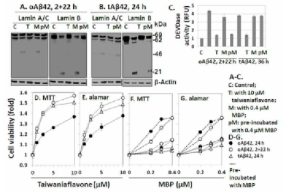 Effect of taiwaniaflavone and maltose binding protein (MBP) on cytotoxicity, cleavage of LaminA/C or LaminB, and DEVDase activity. Here, 20μM oligomeric Aβ42 and 5μM tat-Aβ42 were used to treat the cells in presence of indicated concentrations of taiwaniaflavone or MBP. Survival rates were assessed in cells treated for the indicated time in presence of different concentrations of (A-B) taiwaniaflavone or (C-D) MBP by MTT reduction assay and alamarBlue assay as described in Fig. 1. (G) Cells were treated in presence of 10μM taiwaniaflavone or 0.4μM MBP and DEVDase activity were measured as previously described in Fig. 1. (E-F) HeLa cells (4.0×104)weretreatedatthesameconditionasdescribedinFig.3G.CelllysateswerepreparedandcleavageofLaminA /CorLaminBwasevaluatedbyperformingwesternblotting.β-Actin was used as a loading control. Relative molecular weights (in kDa) are denoted at the right. In case of MBP, freshly prepared samples and pre-incubated (at 37°C for 24 h with peptides) samples both were used whether for taiwaniaflavone only freshly prepared samples were used. Control is cells incubated in only buffers containing media. (A-D & G) The results are expressed as mean ± standard deviation of 3 independent experiments. (E-F) The result is a representative of at least three independent experiments