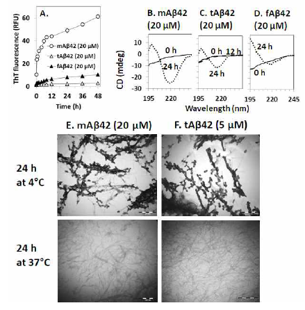 Physical characterization of monomeric Aβ42 (mAβ42), tat-Aβ42 (tAβ42) and flag-Aβ42 (fA β42). (A) Time-dependent ThT- fluorescence assay of mAβ42, tAβ42 and fAβ42. RFU represents relative fluorescence unit. (B-D) CD spectra recorded of freshly prepared (solid line), 12 h incubated (broken line; only for tAβ42) and 24 h (dotted line) incubated samples of mAβ42, tAβ42 and fAβ42. (E) Western blotting of time-dependent tAβ42 oligomers formation when incubated at 37°C for the indicated time. (F) Oligomer, protofibril and fibril formation were assessed for mAβ42, tAβ42 and fAβ42 by taking images with TEM at 4000×. Scale bars represent 100 nm in TEM images