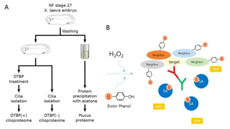 Xenopus 배아표피의 섬모에 DTBP를 처리하여 섬모구조를 고정 시킨 후, 섬모를 분리정제하여 proximity labeling 기법으로 섬모 세부구조별 단백질체를 biotin으로 선별적으로 표지함