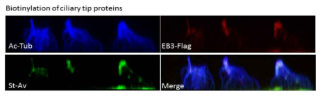 섬모의 Tip 부분만을 biotin으로 표기 (St.Av)하여 단백질 정제를 완료함