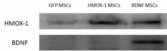 HMOX-1, BDNF를 과발현 시킨 세포에서 각각 HMOX-1 단백질과, BDNF 단백질이 과발현되는 것을 확인할 수 있었다