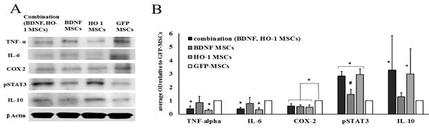 염증 및 항염증 마커의 발현 TNF-α와 IL-6가 병용투여군과 HO-1 MSCs 투여군에서 BDNF투여군과 GFP-MSCs 투여군에 비해 유의적으로 적게 발현되었다(*p < 0.05)