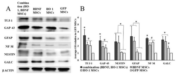 신경세포 마커들의 발현 병용투여군의 tuj-1, GAP-43, NF-M의 단백질 발현량이 다른 군들이 비해 유의적으로 높았다 (p<0.05)G
