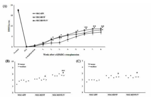 BBB 및 modified Talove scores의 변화 MSC-BDNF-IV군의 BBB점수가 다른군들에 비해 6, 7, 8주째 유의적 증가하였다. 8주째 modified Talove 점수도 유의적으로 높았다